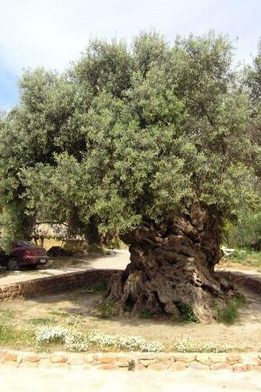 From Chania: Olive Oil, Wine, Cheese & Honey Tasting Tour - Pace, Group Size, and When to Slow Down