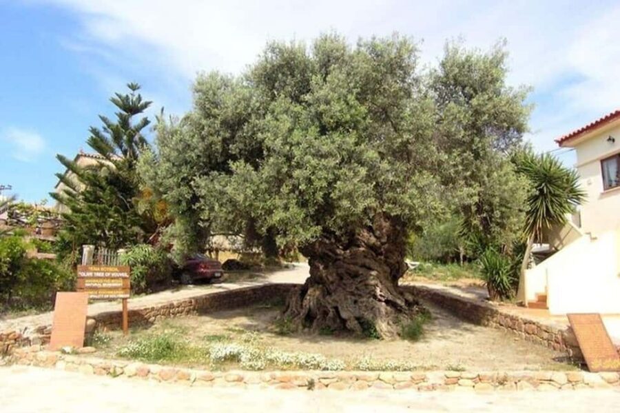 From Chania: Olive Oil, Wine, Cheese & Honey Tasting Tour - Pickup Time, Coach Comfort, and How to Not Lose the Day